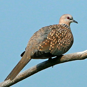 Spotted Dove